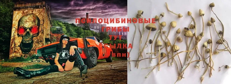 Псилоцибиновые грибы MAGIC MUSHROOMS  Буйнакск 